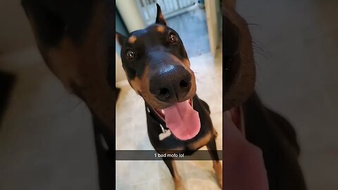 Now THAT'S 1 SEXY #doberman!😍 #dobermanlove #dobermanplanet #dobermanpinscher #dobermanpride #dobies