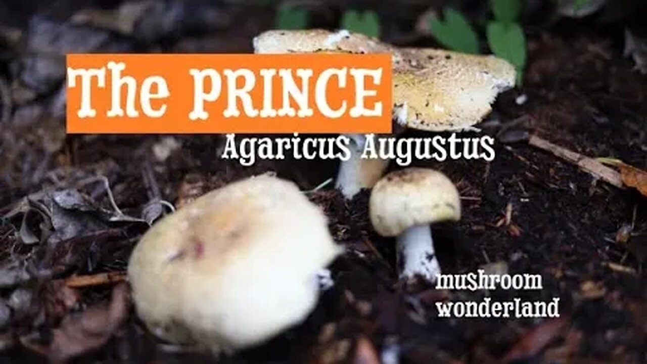 The Prince, Agaricus Augustus : All about this edible wild mushroom.