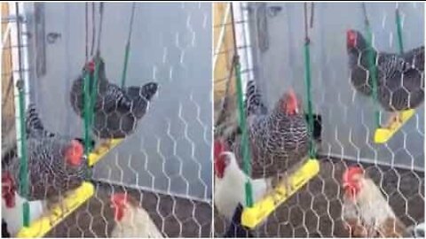 Até as galinhas gostam de andar de baloiço