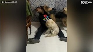 Homem volta a ver os seus cães após 6 meses!