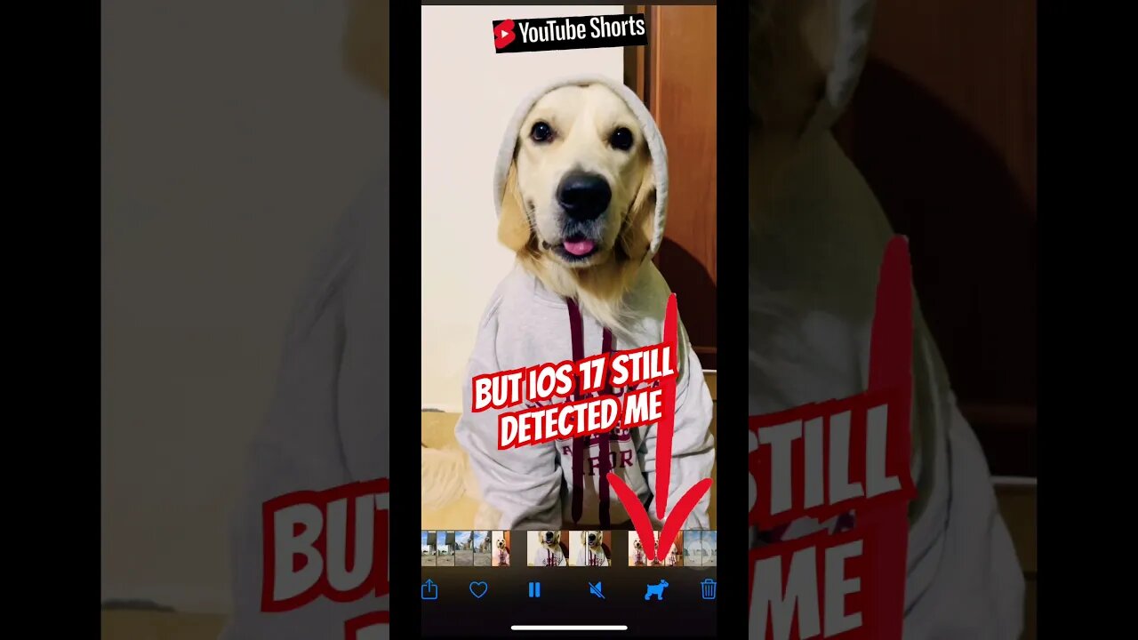 iOS 17 is Smarter #ios17 #goldenretriever #shortscreator