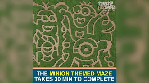 Florida corn maze and pumpkin patch among the fun at HarvestMoon Farm