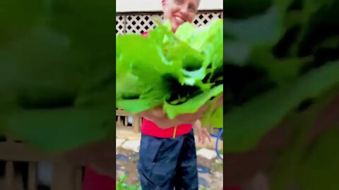 The SWEET SMELL of the Harvest! 🥬😂 #shorts