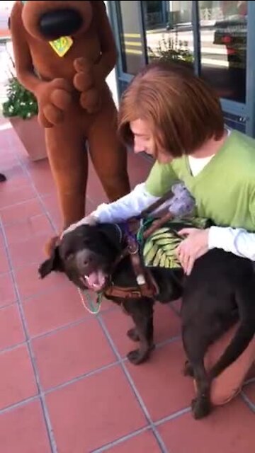 Service dog gets to meet Shaggy & Scooby Doo