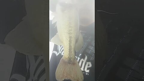 Another 14-15 incher