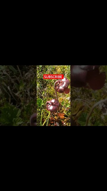 This plant eats bugs. Bakeapple(cloud berry) and picture plant #shorts #subscribe