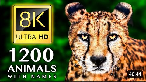 1200 Animals Names and Sounds 8K Ultra HD Video