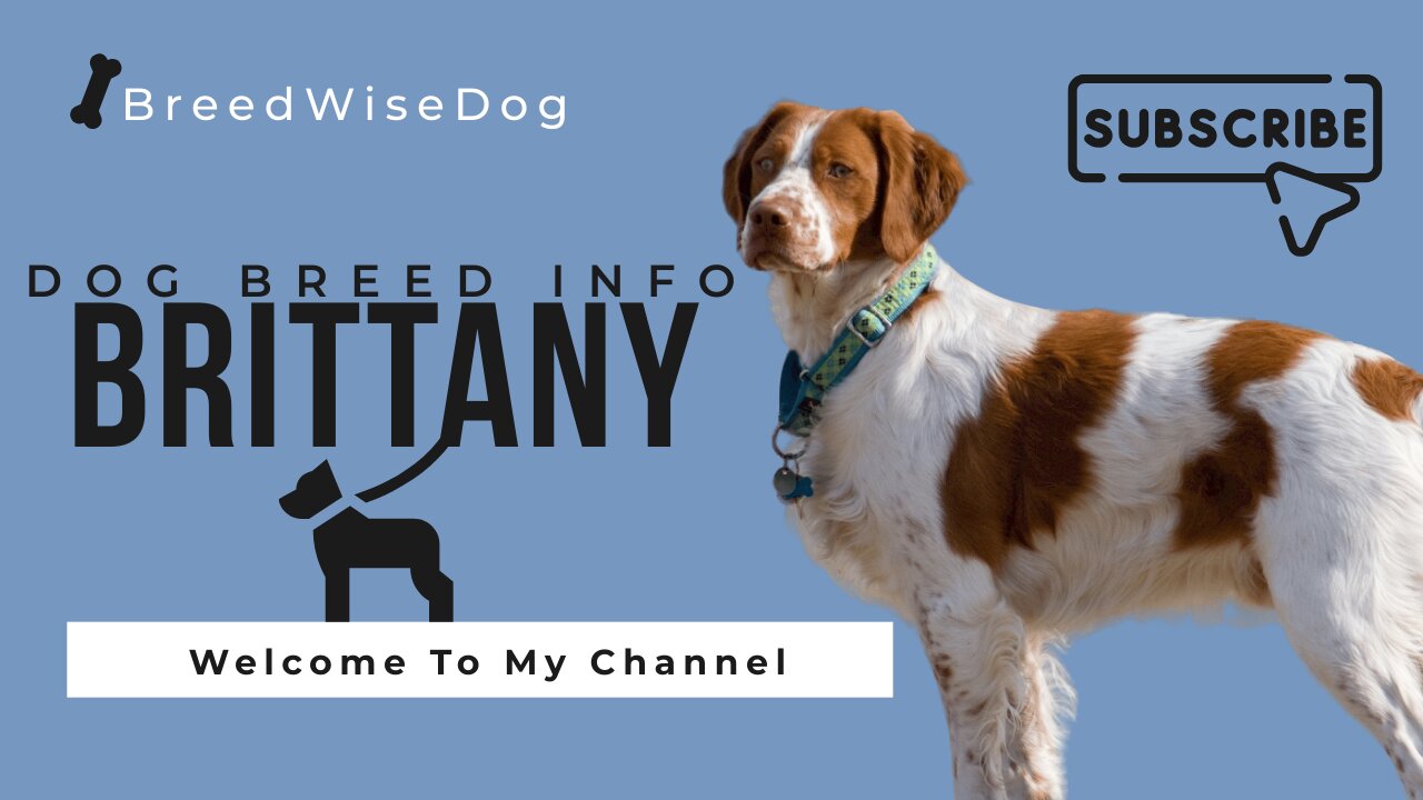 An In-Depth Guide to the Brittany Spaniel: Traits, Care, and Companionship