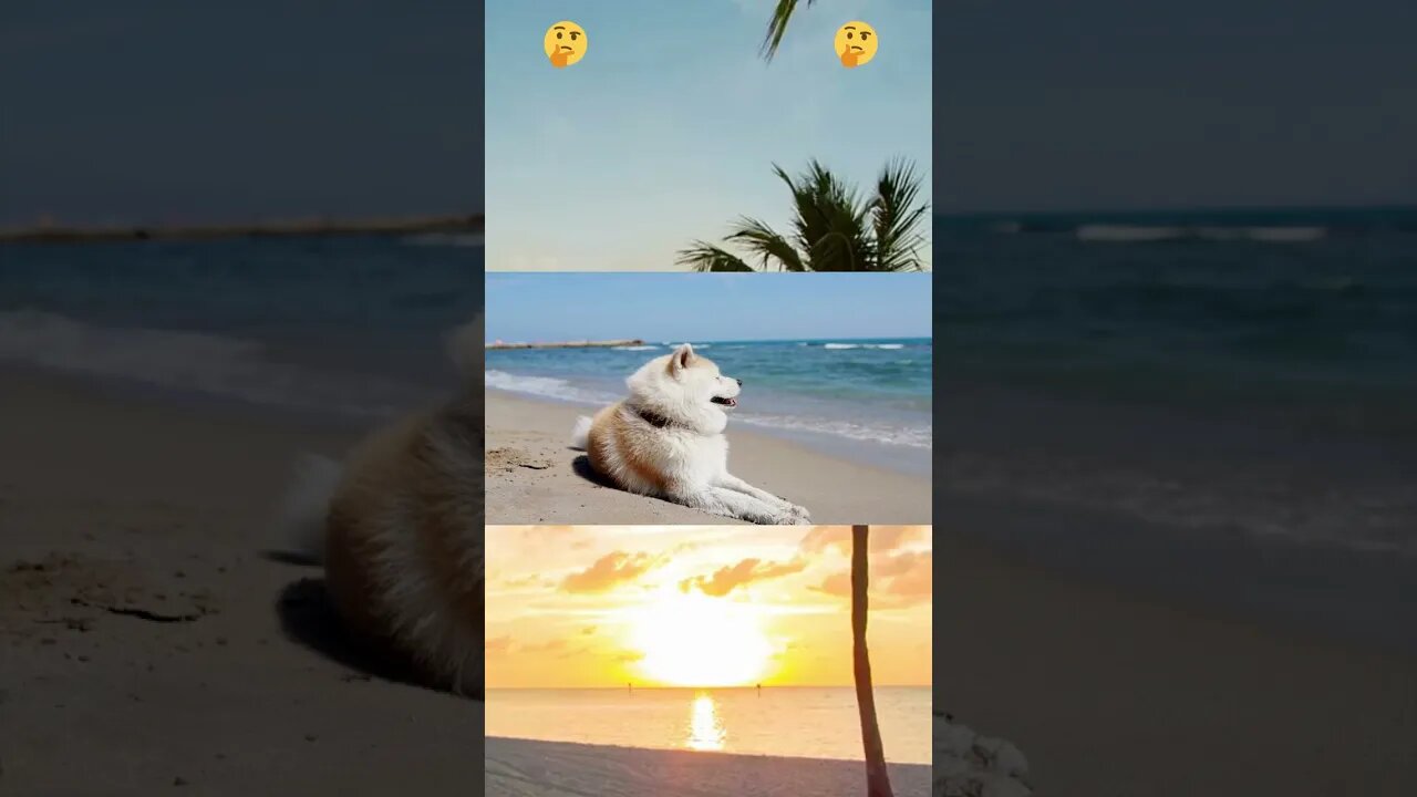 Why do we say that people work like a dog if they work all day when all dogs do is lie around?