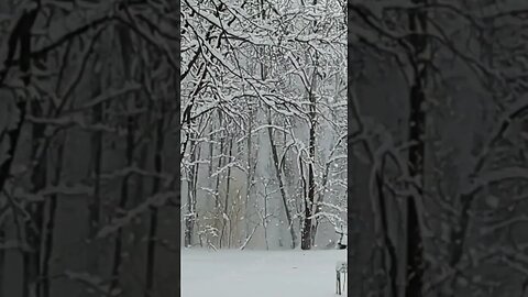 How to de-snow trees without getting wet