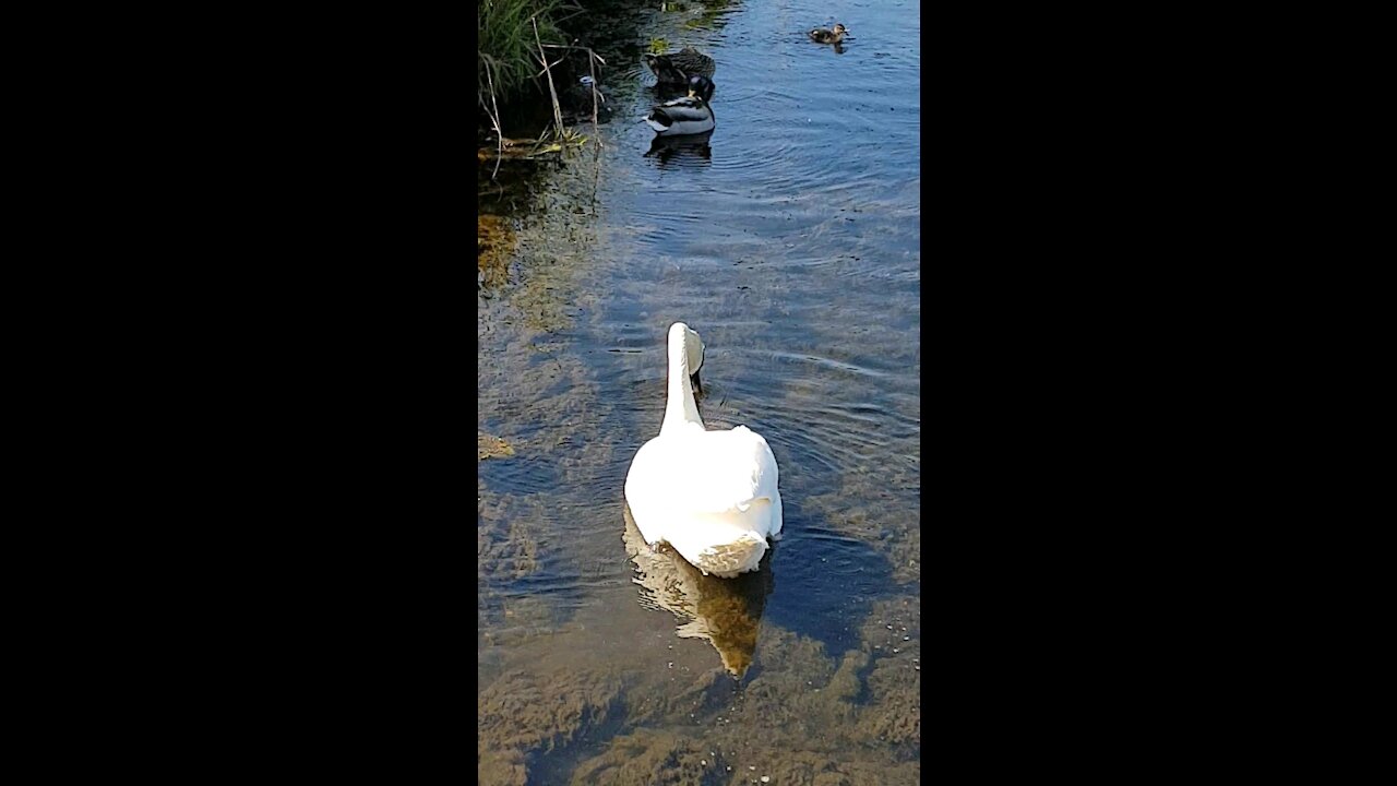 Feathered friends