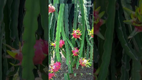 You will become a billionaire by cultivating this | इस की खेती करके अरबोपति बन जाओगें #Dragonfood