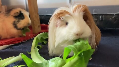 Guinea pigs munching fresh dandelion and strawberries