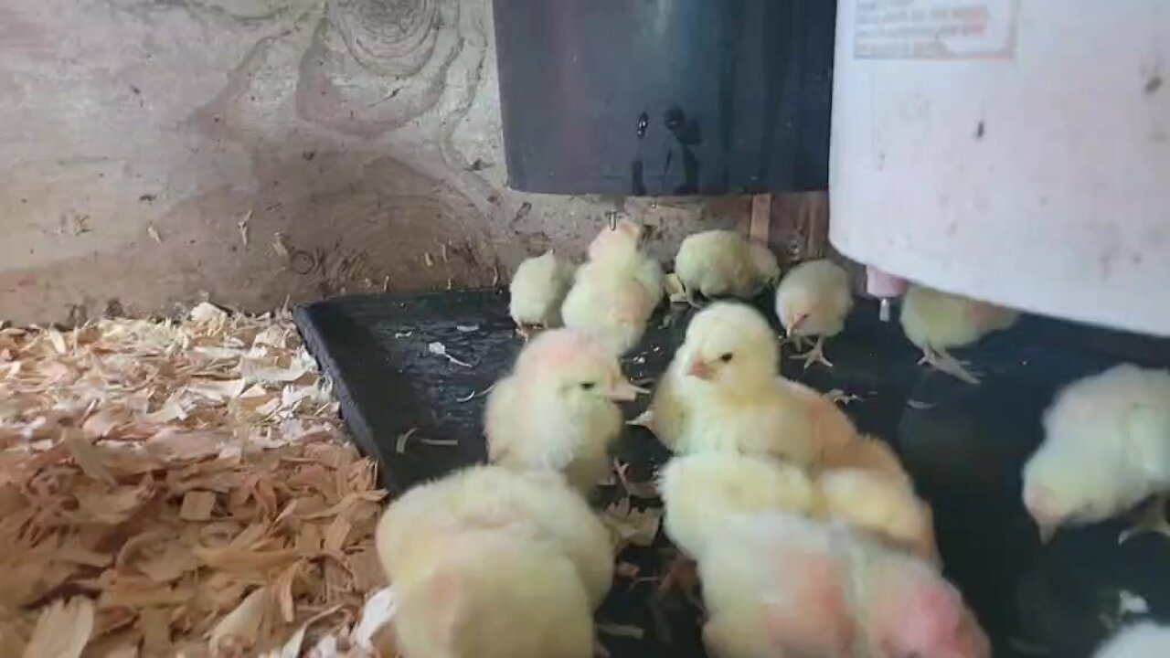 Meat For A Year! Baby Chick Day! 🐣 🐥