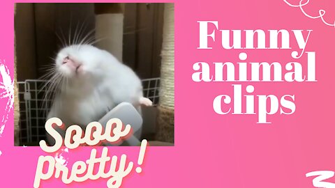 So Pretty - funny and amazing animal clips (Must watch)