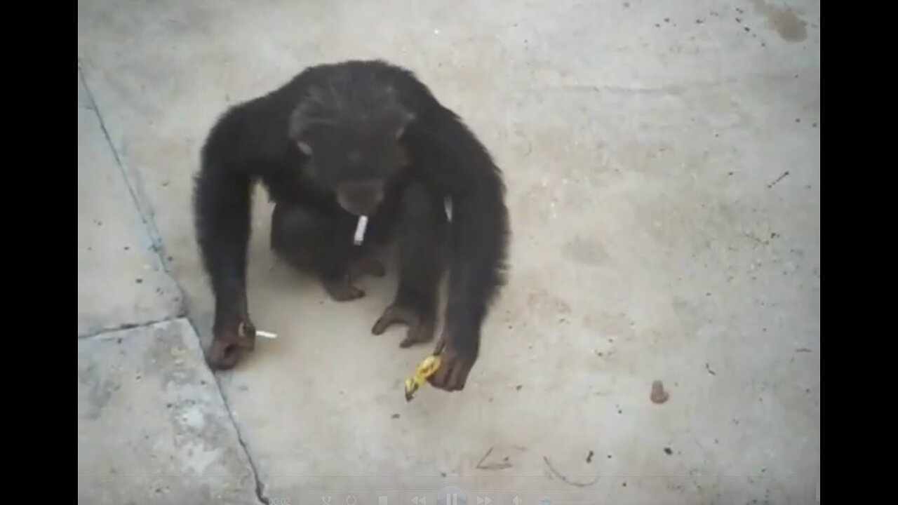 This is a real monkey party! Just look at them!