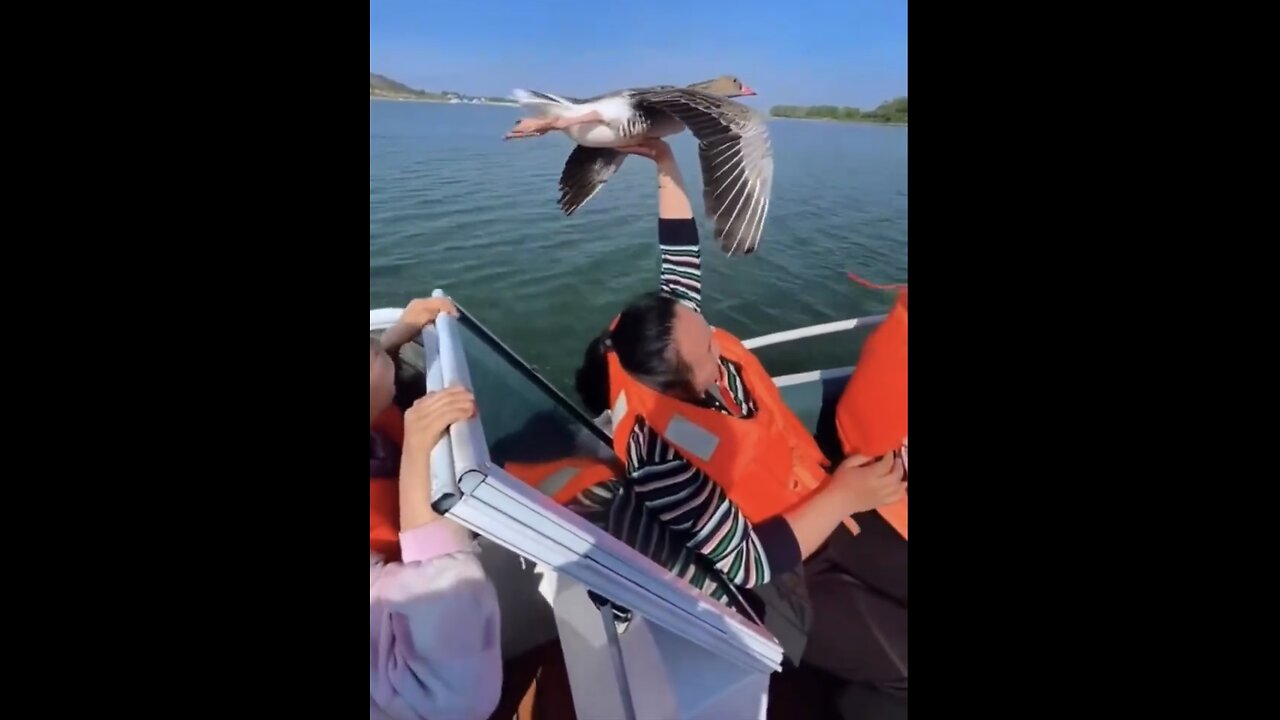 FRIENDLY BIRD SIGHTSEEING🌊🚤🦆🪿AT BIRD SANCTUARY IN THE SEA🦢🦩💫