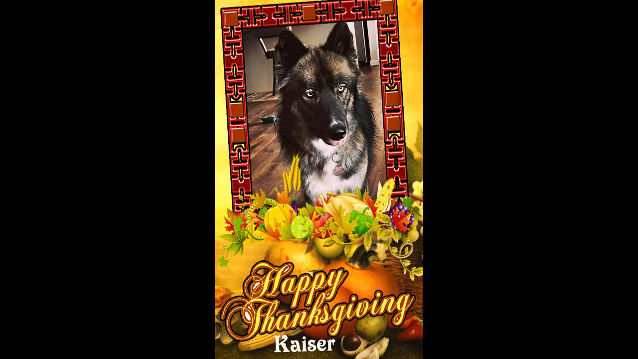 Woofs & Wags: Graphics for Furry Friends -Thanksgiving 2023