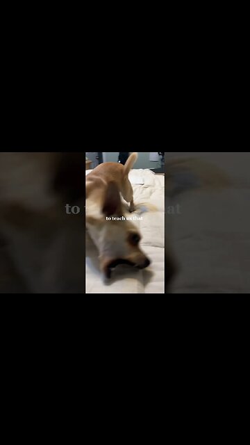 Why pets can’t speak 🐶🐾#chihuahuababy #chihuahuadog #chihuahualover #chihuahuafanatics #chihuahua