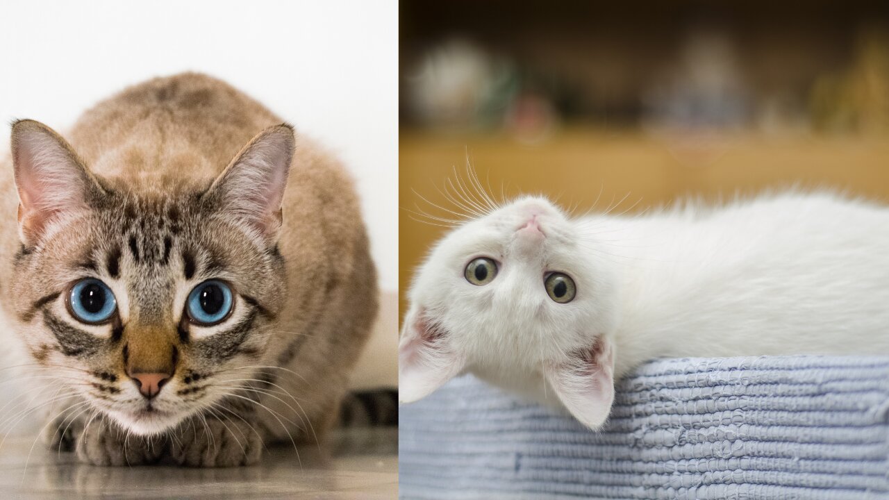 Curious Cat Discovers She Has Ears While Striking Pose in Mirror