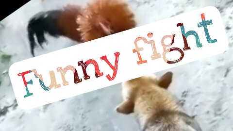 Chicken VS Dog Fight - Funny Dog Fight Videos