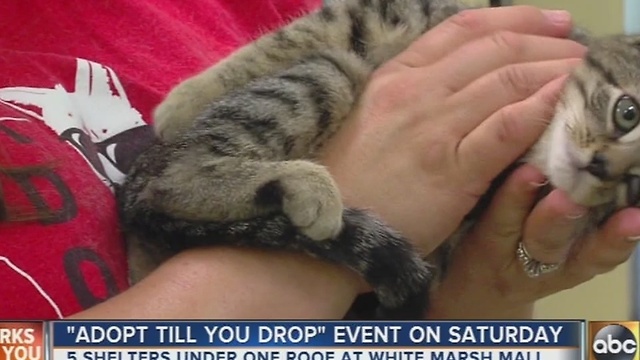 Adopt 'Til You Drop event at the White Marsh Mall