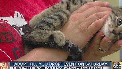 Adopt 'Til You Drop event at the White Marsh Mall