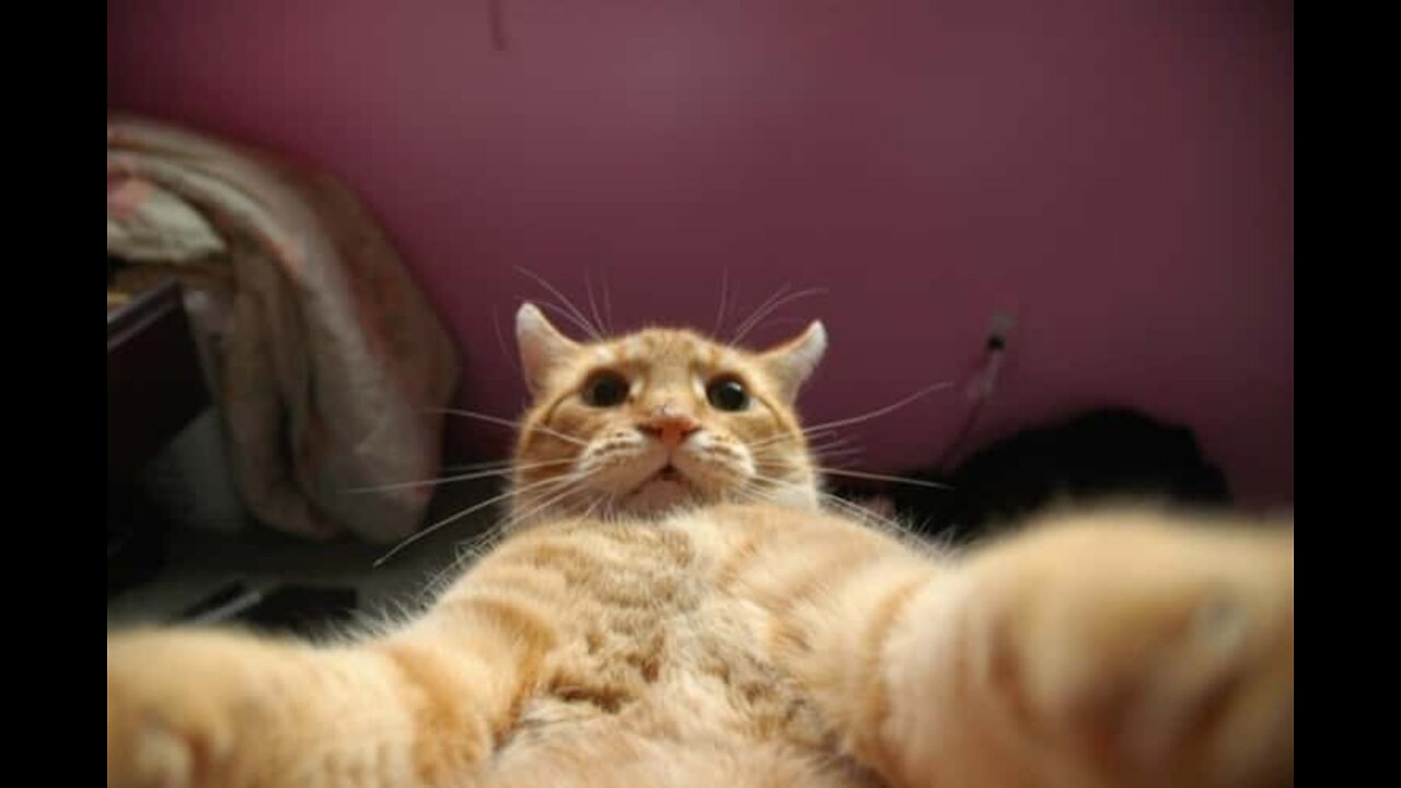 Extremely funny cats! Amazing!