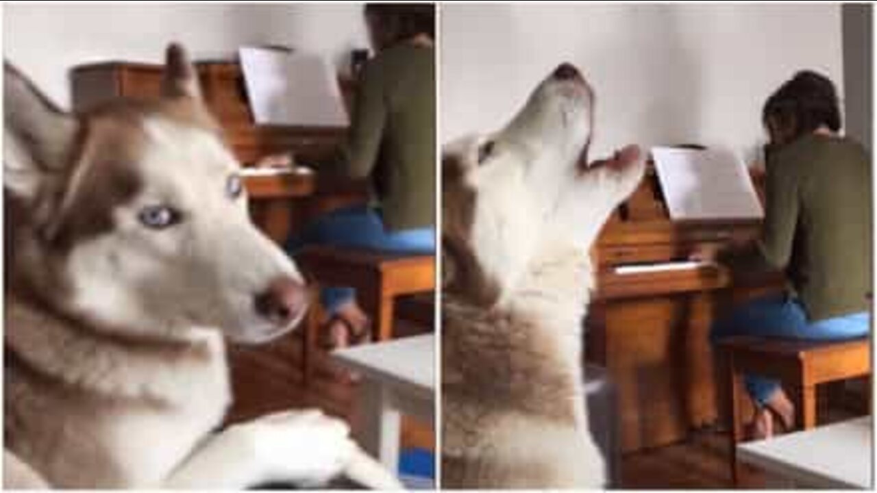 Husky howls along with piano