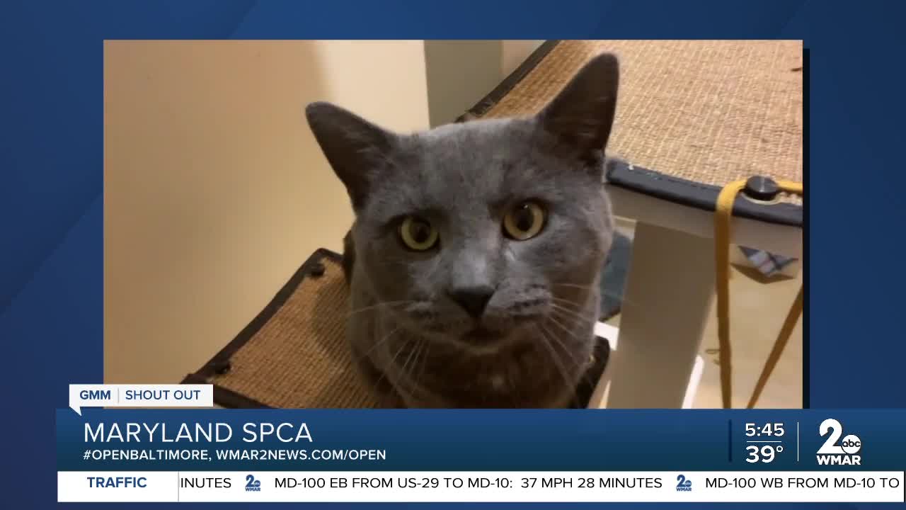 Pets up for adoption at the Maryland SPCA