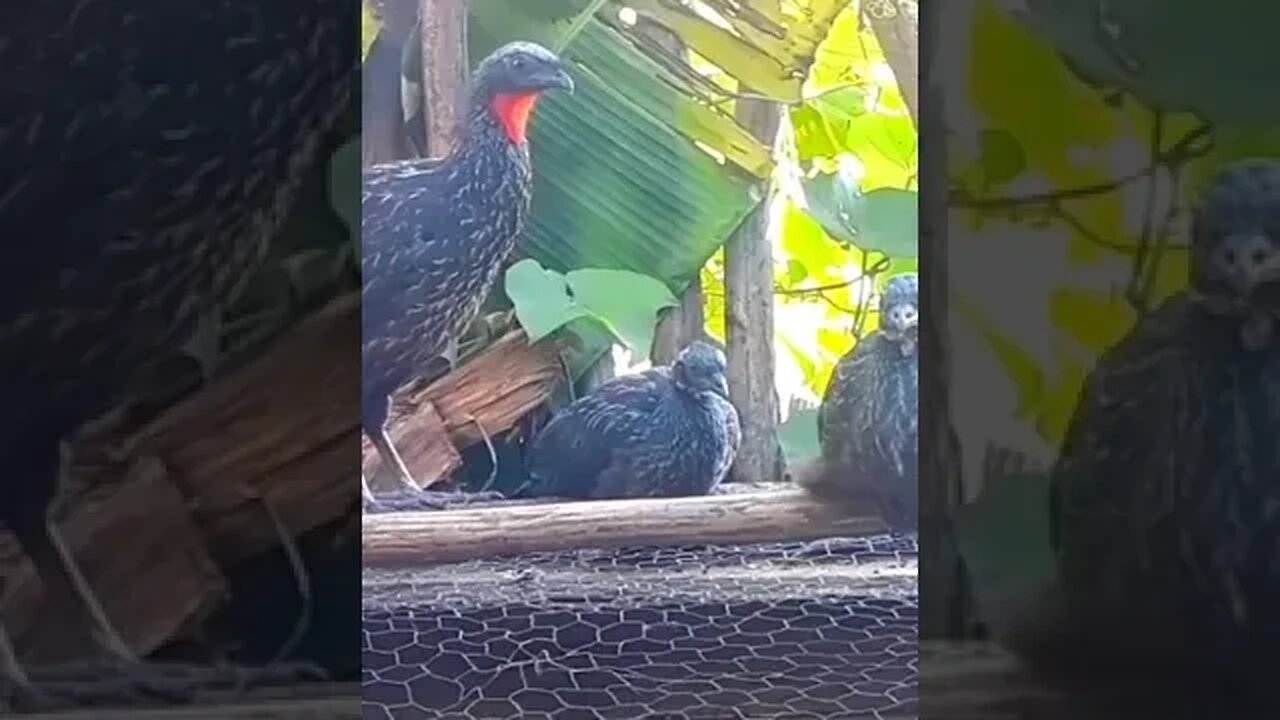 Jacu e seus filhotes em busca de comida