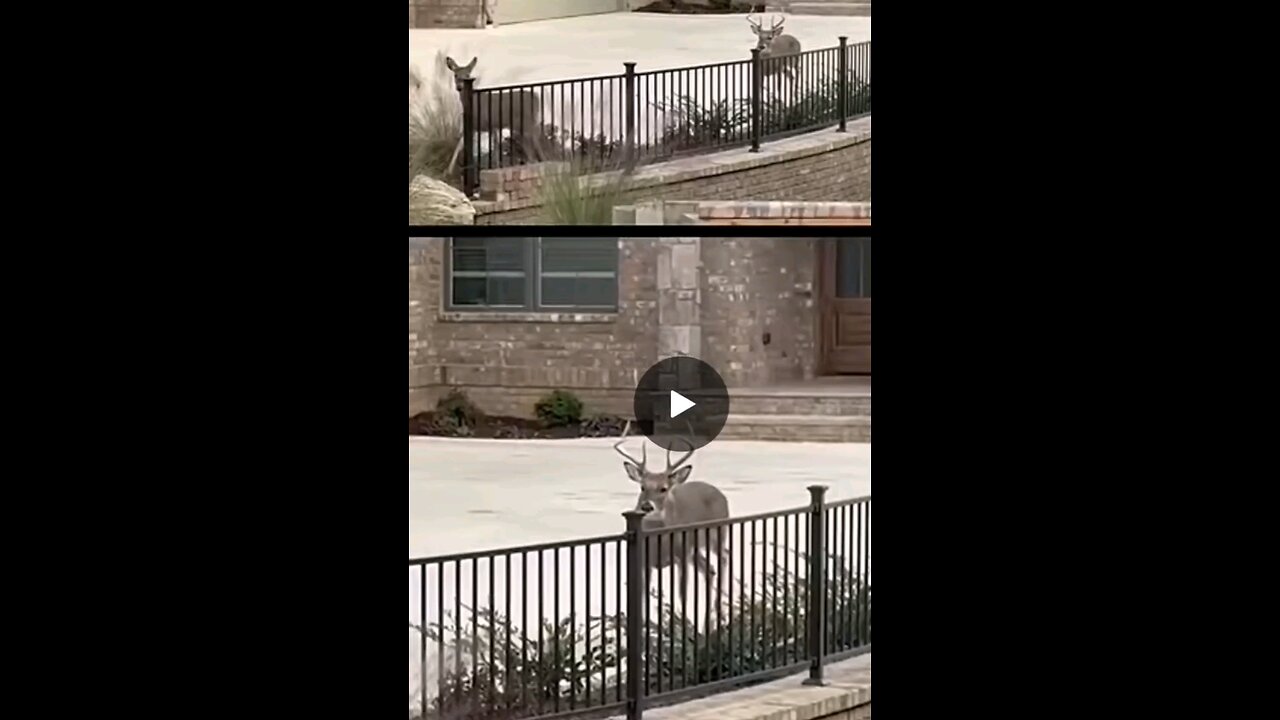 funny collection of animal videos