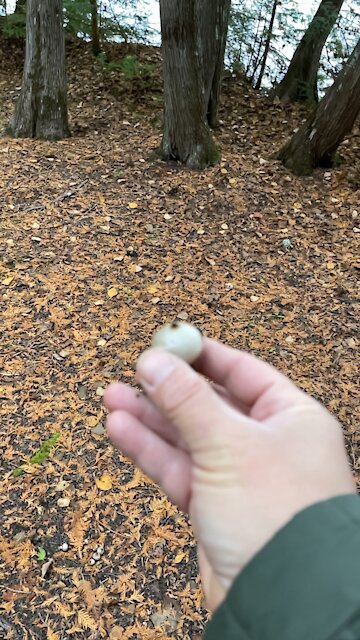 SLO mo puffball