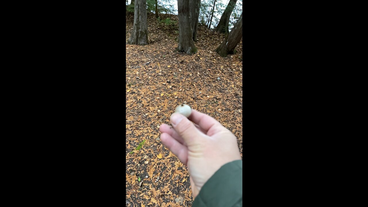 SLO mo puffball