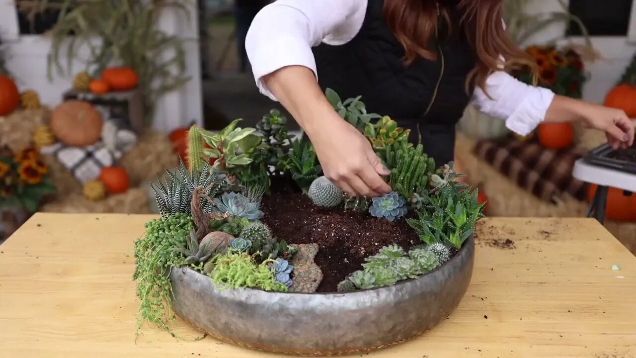 Succulent Treehouse Fairy Garden!