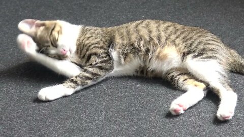 Cute Little Cat Is Washing His White Socks