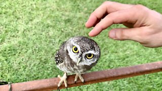 OWL Cafe in Pattaya Thailand - Buma