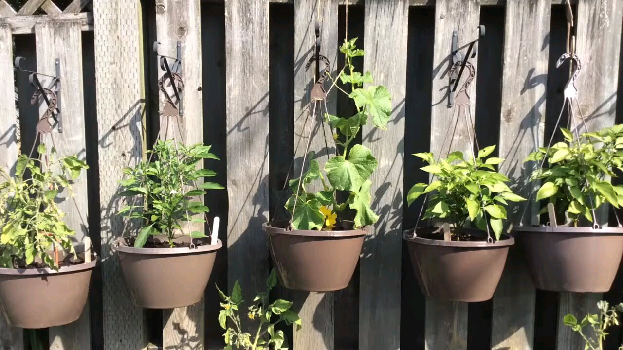 Wild Urban Gardens 2022 - Why watering is so important with container gardens.