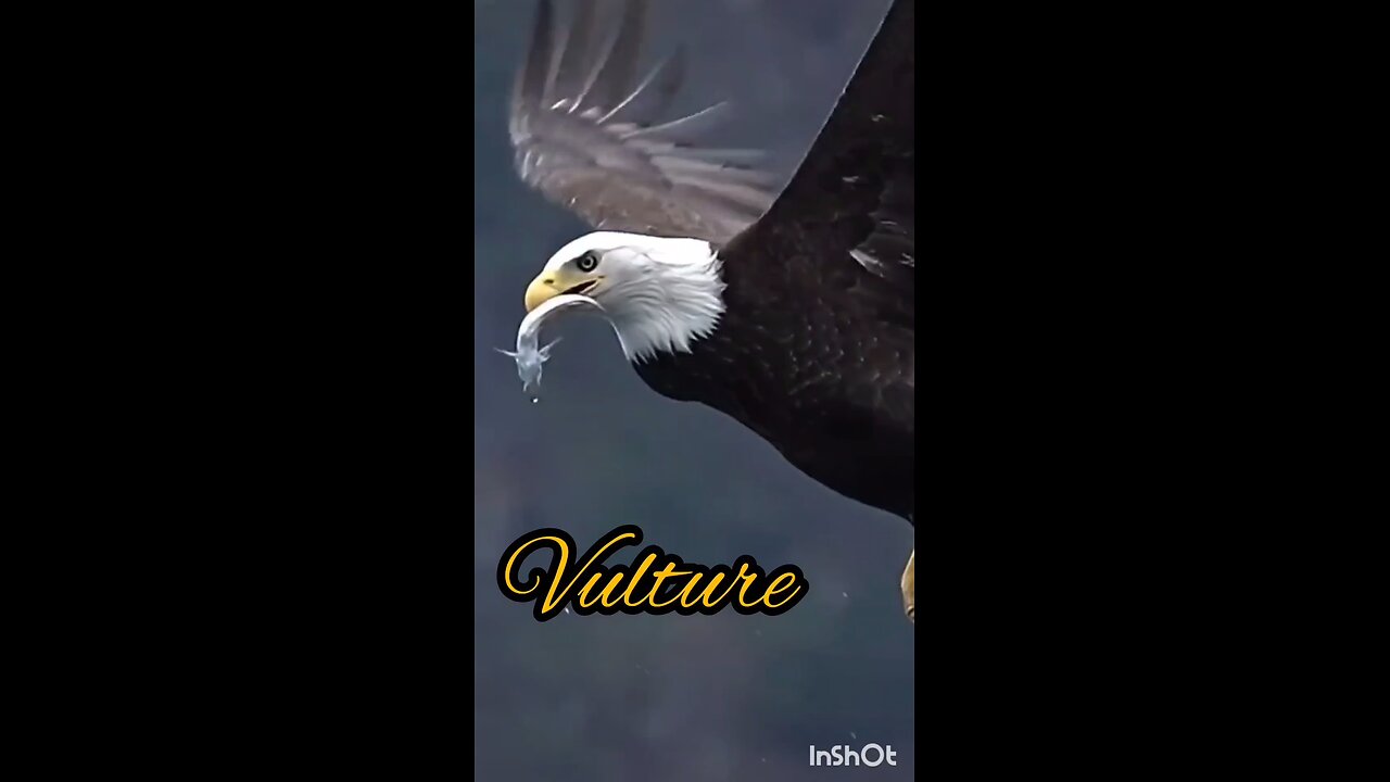 vulture