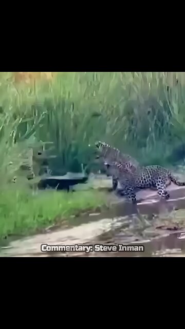 Honey Badger vs. Leopard Gang