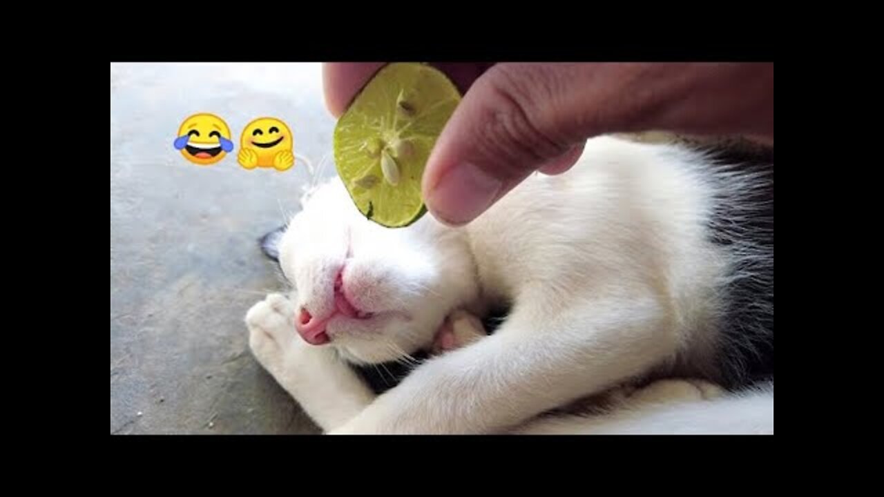 Aww So Cute Funny Cats and Dogs 2021