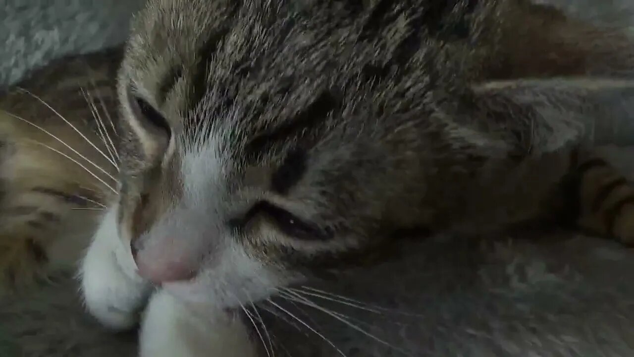 Sweet Kitten Purrs and Grooms Himself