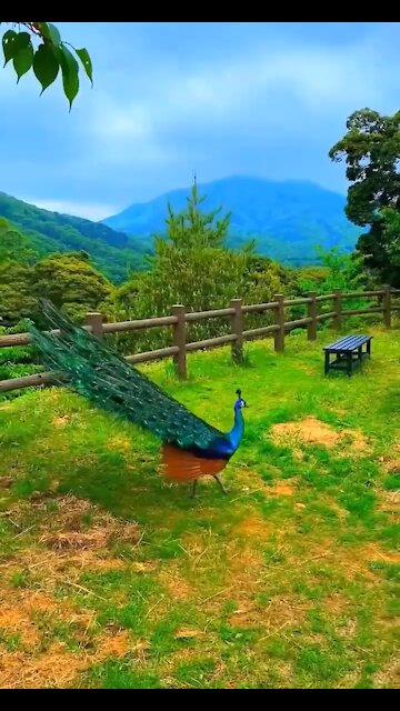 The super peacock beauty