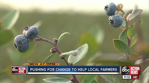 Florida lawmakers calling for changes to protect blueberry farmers from Mexican competition