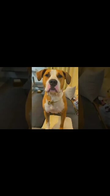 Dog Saying I Love You ❤️ #dog #cute