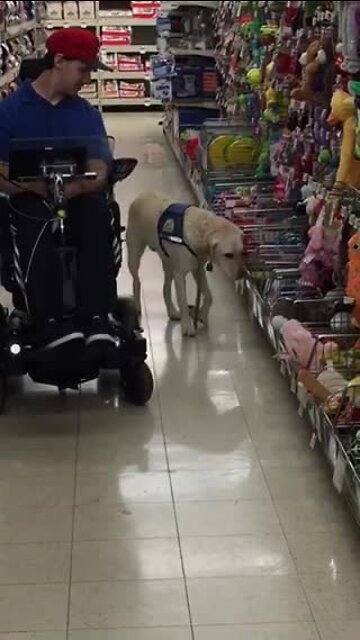 Viral video of service dog Toli