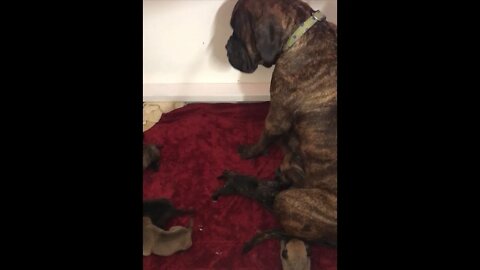 Nursing puppies. LonelyCreek Tuffy litter of 11. 11-5-22 #bullmastiff #puppy #budog