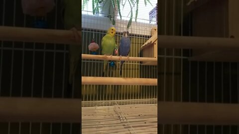 Budgies It's All Coming Back 💖 #shorts #youtubeshorts #budgies #animallover #parakeets
