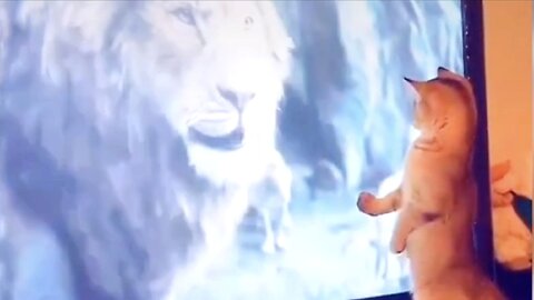 "Paws & Purrs: Funniest Animal Moments Compilation!"