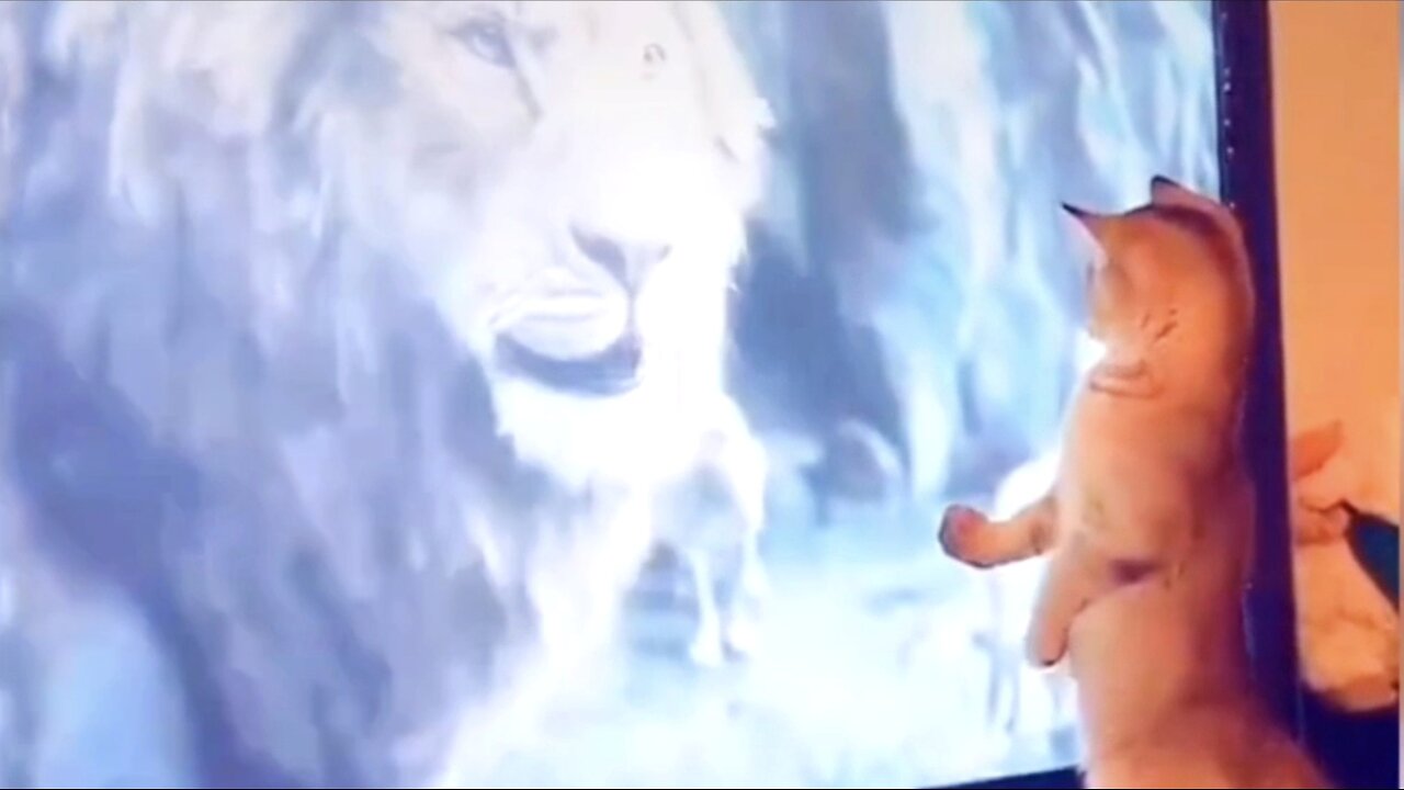"Paws & Purrs: Funniest Animal Moments Compilation!"